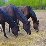 Karpaty Borzhawa *